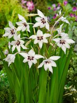 200x Bijgoed 'Acidanthera gladiolus callianthus' - Bulbes à fleurs et plantes BULBi® avec garantie de floraison
