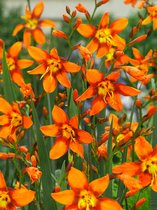 200x Crocosmia 'Crocosmia emily mc kenzie' - BULBi® bloembollen en planten met bloeigarantie