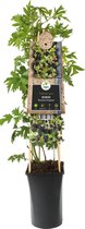 Doornloze Braam Rubus Thornless Evergreen M 75 cm klimplant