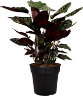 ZynesFlora - Calathea Ornata - Ø 27 cm - ↕ Hoogte: 70 - 80cm - Calathea - Luchtzuiverend – Kamerplant