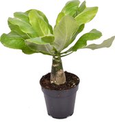 Brighamia insignis ‘Hawaii Palm’ ↨ 35cm - hoge kwaliteit planten