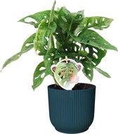 Monstera Obliqua ‘Monkey Leaf’ in ELHO Vibes Fold Rond (diepblauw) ↨ 35cm - hoge kwaliteit planten