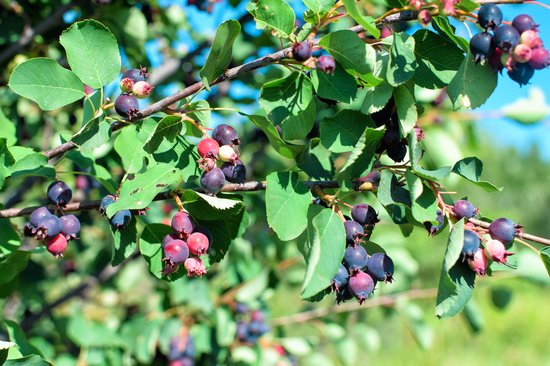 Amelanchier alnifolia 'Martin' - Serviceberry - Grootvruchtige krent ...