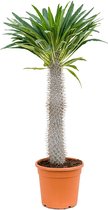 Madagaskar Palm Pachypodium Lamerei M 130 cm tuinplant