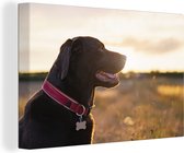 Canvas Schilderij Een Labrador Retriever met zonsondergang - 90x60 cm - Wanddecoratie