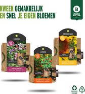 Brievenbus cadeautje met Bloemen kweekset Zonnebloem Lathyrus Oost indische kers/ gerecycled/ duurzaam/ cadeau