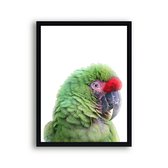 Poster Groene papagaai / Jungle / Safari / 80x60cm