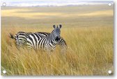 Zebra's - Tuinposter 120x80 - Wanddecoratie - Dieren