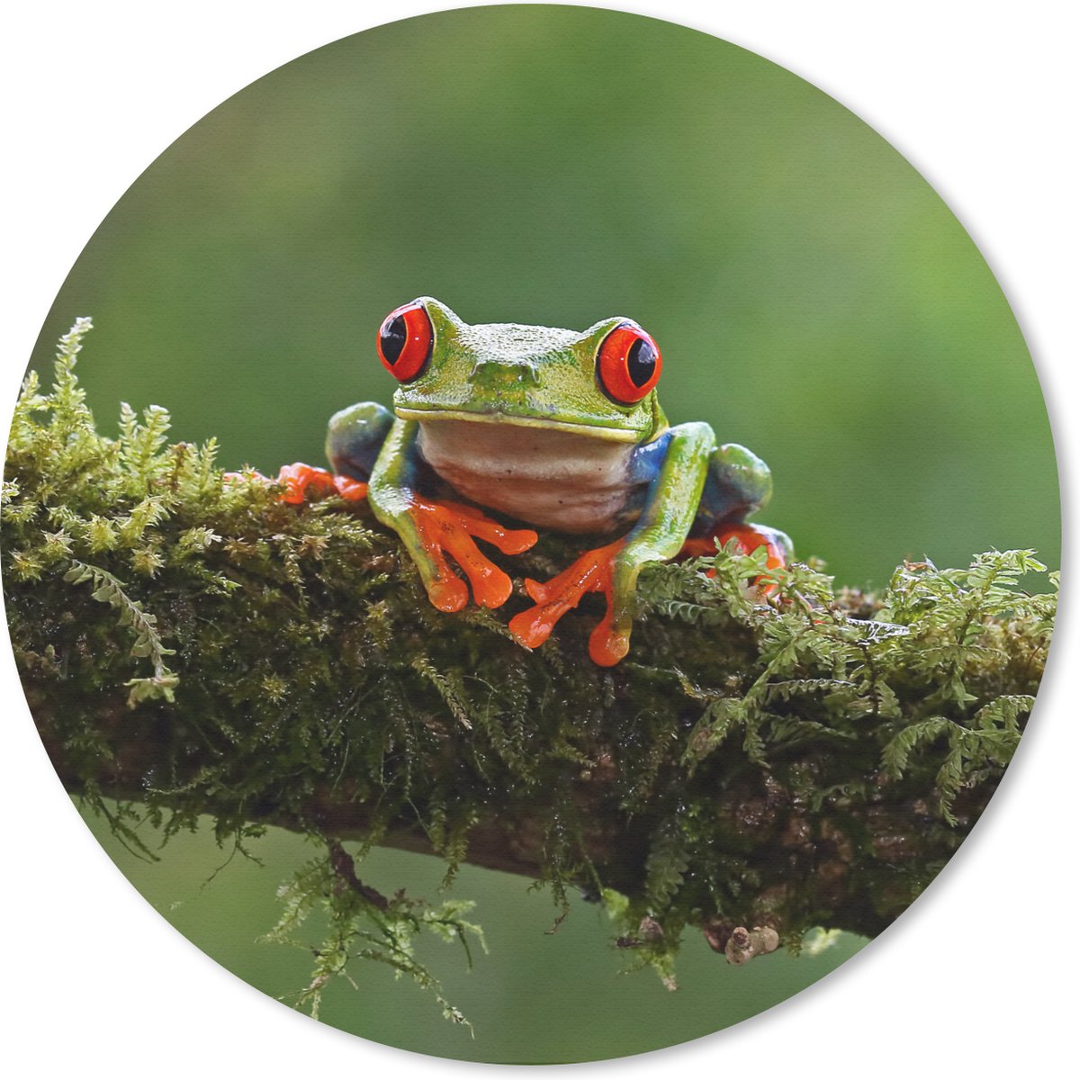 Muismat rond 20x20 cm - Mousepad Roodoogmakikikker op bedekte tak - Ronde muismatten