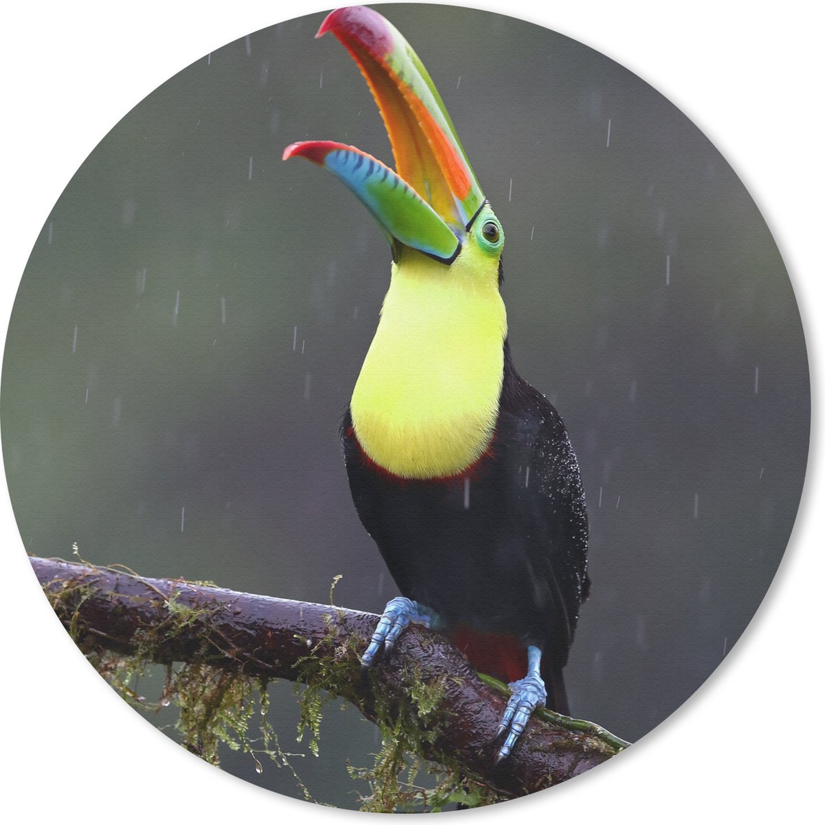 Muismat - Mousepad - Rond - Toekan in de regen - 50x50 cm - Ronde muismat