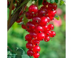 Set van 3 Rode Aalbes Planten - Fruitplanten - Hoogte 25 - 35 cm. Ø 9 cm - Zelf bestuivend en Winterhard - Het hele jaar te planten Set van 3 Rode Aalbes Planten - Fruitplanten - Hoogte 25 - 35 cm. Ø 9 cm - Zelf bestuivend en Winterhard - Het hele jaar te planten