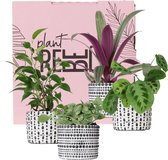 Party Started Box - Startpakket met 4 toffe plantjes - Inclusief zwarte potjes