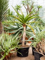 Plantenwinkel Aloe Golia M 130 cm kamerplant