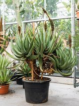 Plantenwinkel Aloe Castanea 140 cm kamerplant