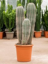 Zuilcactus Pachycereus Pringlei S 130 cm tuinplant