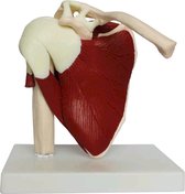 Anatomisch model van de schouder met spieren, ware grootte - Anatomie model