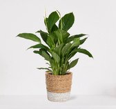 Spathiphyllum in siermand Amber Wit – witte kamerplant – luchtzuiverende lepelplant - ↕60-75cm - Ø18 – geleverd met plantenpot – vers uit de kwekerij