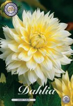 3 x Dahlia | Canary Fubuki