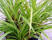 Bonte japanse zegge (Carex morrowii 'Variegata') - Oeverplant - 3 losse planten - Om zelf op te potten - Vijverplanten Webshop