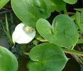 Slangewortel (Calla palustris) - Vijverplant - 3 losse planten - Om zelf op te potten - Vijverplanten Webshop