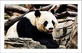 Walljar - Giant Panda - Dieren poster