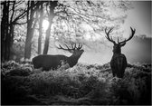 Fotobehang - Deers in the Morning.