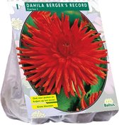 Baltus Dahlia Cactus Berger's Record bloembol per 1 stuks