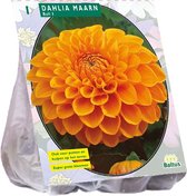 Baltus Dahlia Ball Maarn bloembol per 1 stuks