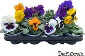 Violen - viooltjes gemengd 12st - grootbloemig - diverse kleuren - seizoensplant - najaar - viola
