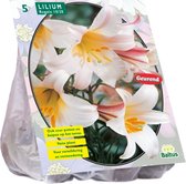 Baltus Lilium Regale Lelie bloembollen per 3 stuks