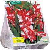 Baltus Gladiolus Zizanie gladiolen bloembollen per 25 stuks