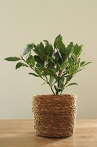 TOODAY Laurierplant in mand Maartje zeegras