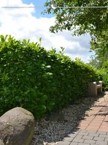 Laurier Prunus Rotundifolia 80-100 cm in Pot, 100x Haagplant