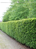 Groene Beuk Fagus sylvatica 80-100 cm Blote wortel, 25x Haagplant