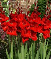 Gladiool Oscar 50 stuks - Zwaardlelie - Gladiolus