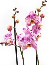 Spotted World orchidee (Phalaenopsis) - 70cm