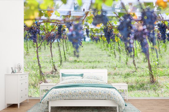 Grappes de raisins violets en papier peint photo vignoble ensoleillé largeur 390 cm x hauteur 260 cm - Tirage photo sur papier peint (disponible en 7 tailles)