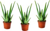 Aloë Vera - 3 Planten - Ø 10,5 cm -  Hoogte: 25 - 35cm – Kamerplant – Aloë – Succulent – Vetplant - Garden Select