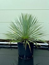 Sunnytree - Palmboom - Yucca Rostrata - winterharde palmboom - Hoogte 70 cm
