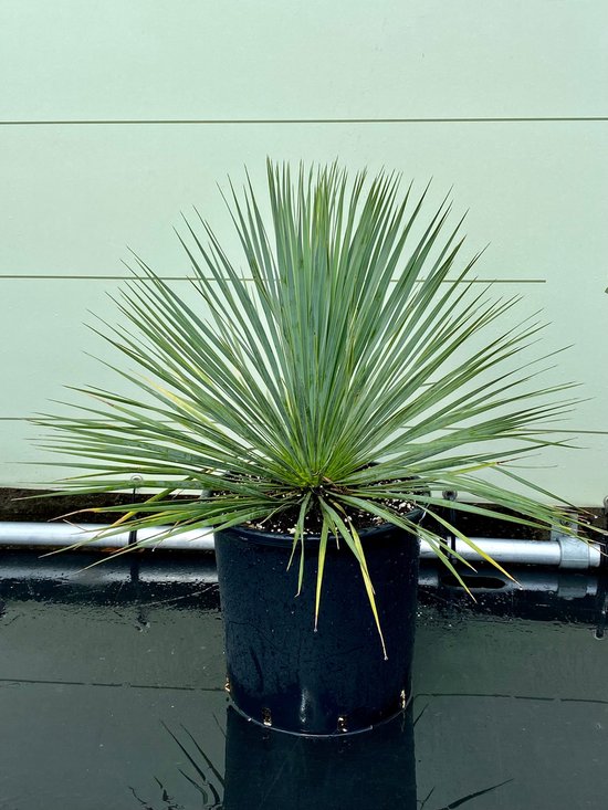 Yucca Rostrata winterharde palmboom - 70 cm