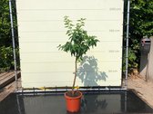 Limoenboom 160 cm - Citrus Latifolia - Geeft 1 x per jaar heerlijke vruchten