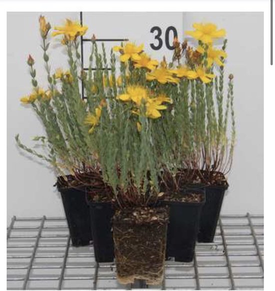 6 x Hypericum olymicum - Hertshooi, Sint-Janskruid in pot 9 x 9 cm