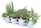 Kruidenplanten gemengd  in tray - potmaat 12cm - 8 stuks