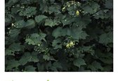 6 x Kirengeshoma palmata - JAPANSE WASBLOEM - pot 9 x 9 cm
