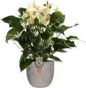 FloriaFor - Anthurium White Champion In Mica Sierpot Jimmy (lichtgrijs) - - ↨ 60cm - ⌀ 18cm