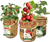 Superwaste-kweektuintjes-kweekset-tuintjes- tomaat-komkommer-aardbei-moederdag-vaderdag-verjaardag-lente-veggie-superwate-biologsch-kweektuin-ecologisch-duurzaam
