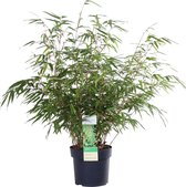 Dracaena Fragans Janet Craig in Mica sierpot Jimmy (lichtgrijs) - Hoogte ↕ 65cm - Pot ∅ 18cm
