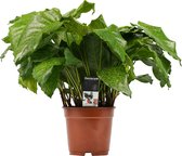 Philodendron Green Wonder - Hoogte ↕ 80cm - Pot ∅ 25cm