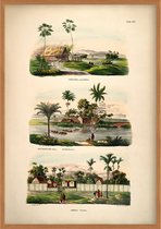 Poster - Botanisch - Bloemen en Planten - Jungle - Vintage - 50 x 70 cm - Corypha Rotundifolia - Wanddecoratie - Muurdecoratie - Slaapkamer - Woonkamer