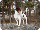 Jack Russel Terrier Muismat Rubber - Hoge kwaliteit foto van een Jack Russel Terrier - Muismat gedrukt op polyester - 25 x 19 cm - Antislip muismat - 5mm dik - Muismat met foto - h